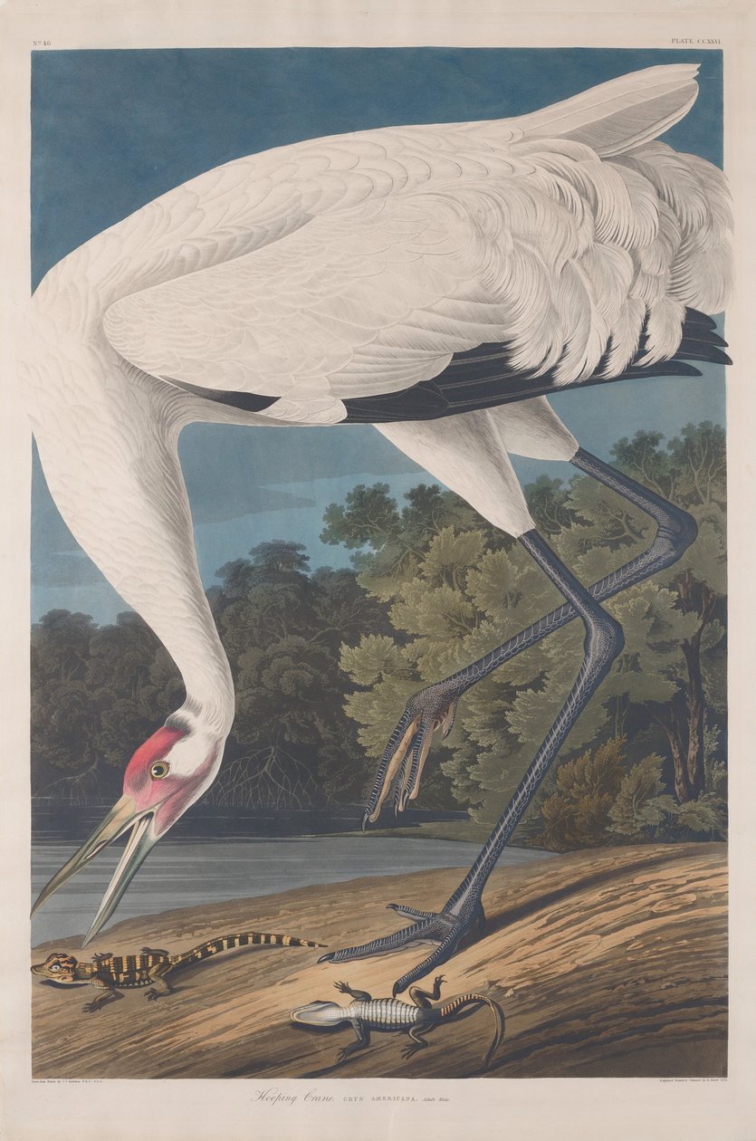 Karikás daru, 1834. alkotó: Robert Havell