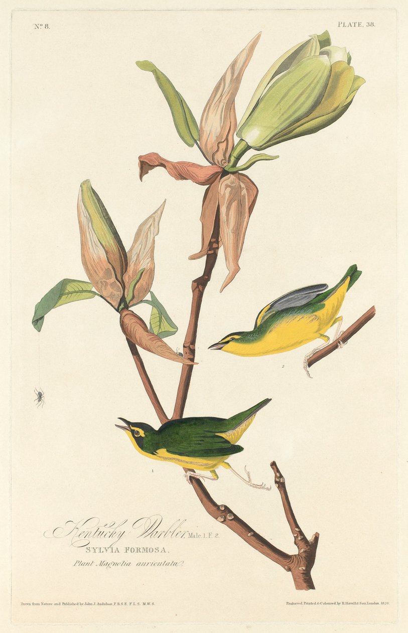 Kentucky Warbler, 1828. alkotó: Robert Havell
