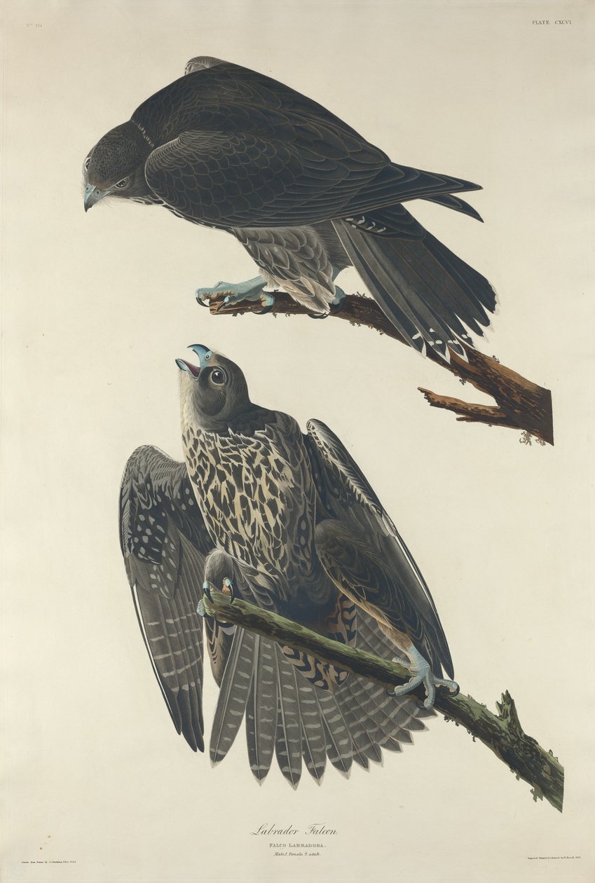 Labrador Falcon, 1834. alkotó: Robert Havell