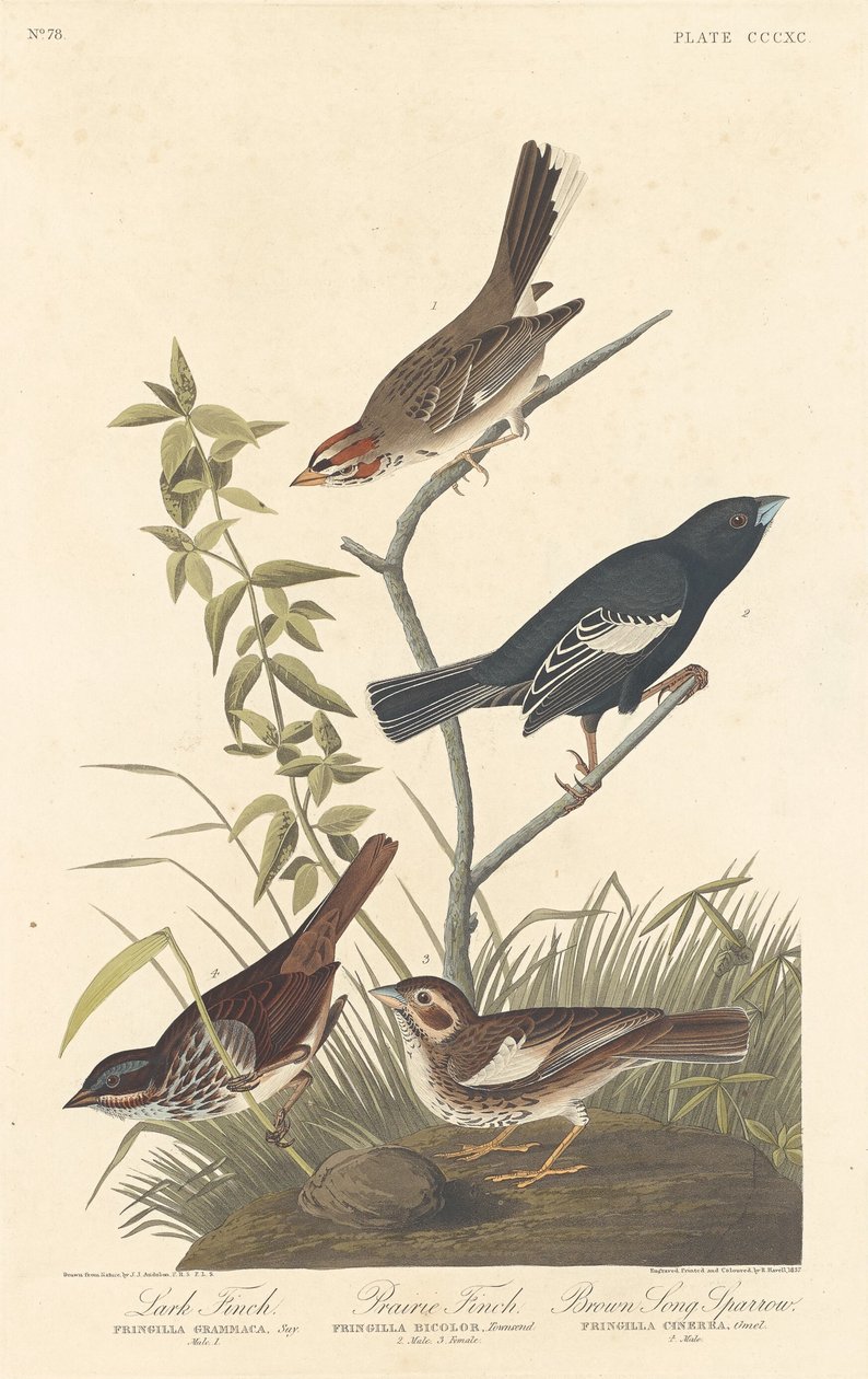 Lark Finch, Prairie Finch és Brown Song Sparrow, 1837. alkotó: Robert Havell