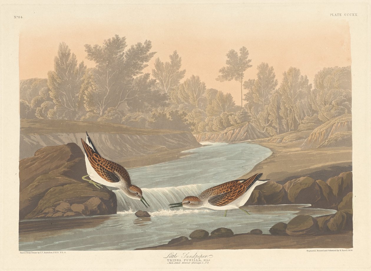 Kis homokpipa, 1836. alkotó: Robert Havell