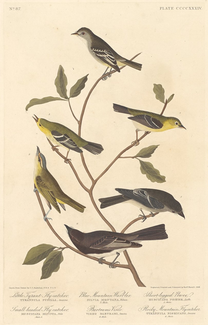 Kis zsarnok légykapó, kisfejű légykapó, kékhegyi légykapó..., 1838. alkotó: Robert Havell