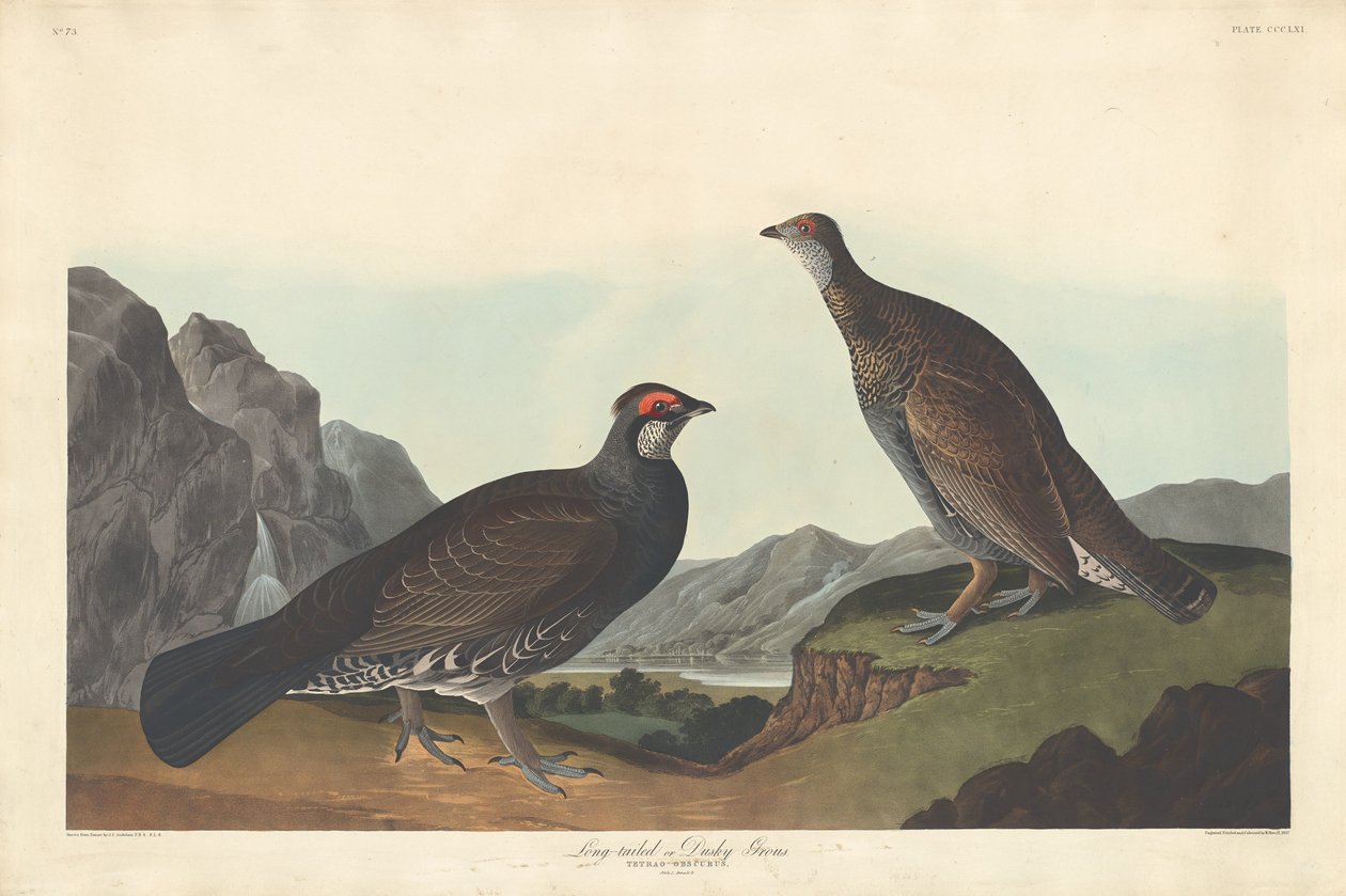 Hosszúfarkú vagy Dusky Grous, 1837. alkotó: Robert Havell