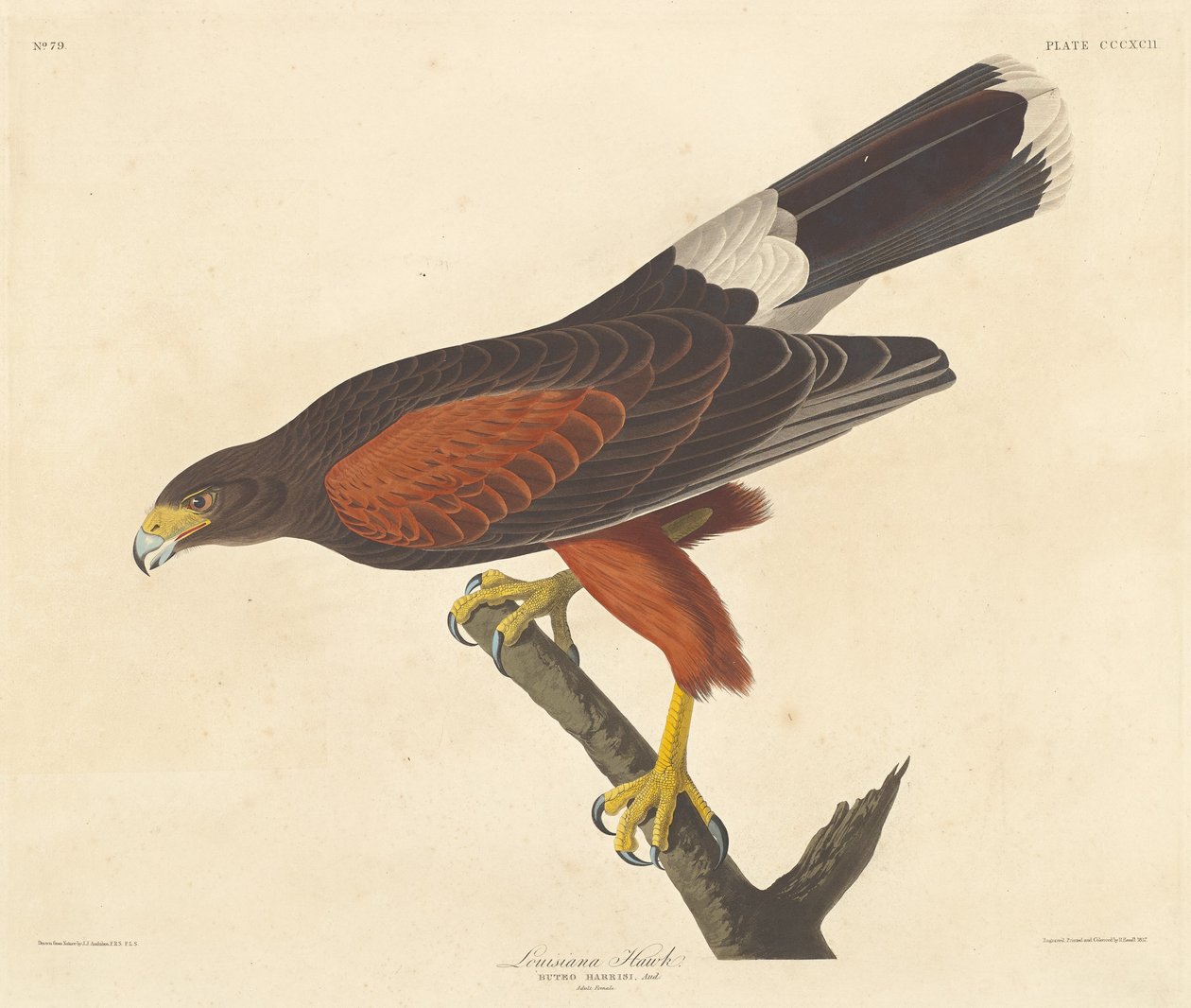 Louisiana Hawk, 1837. alkotó: Robert Havell