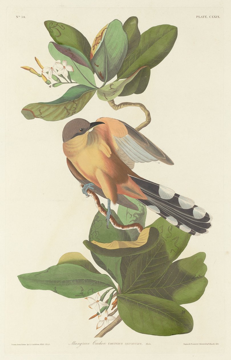 Mangrove kakukk, 1833. alkotó: Robert Havell