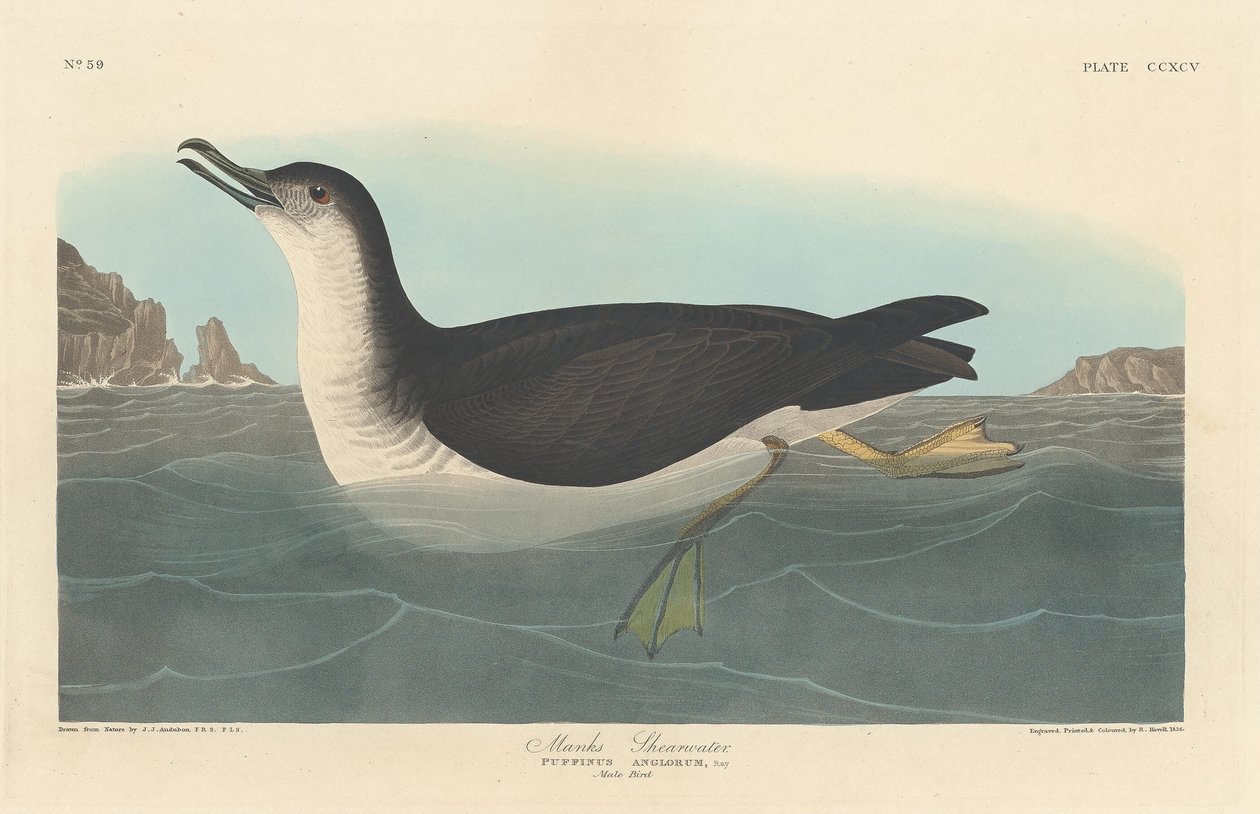 Manks Shearwater, 1836. alkotó: Robert Havell