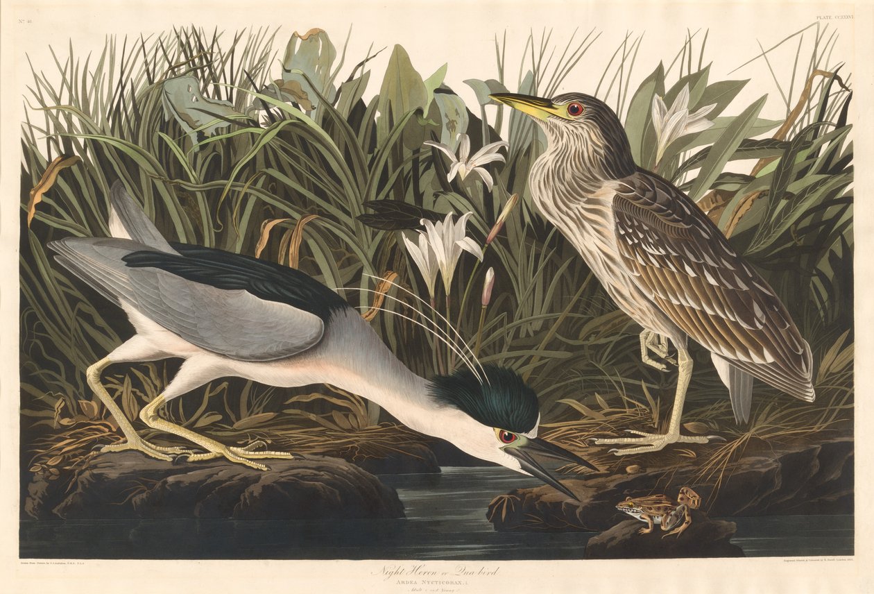 Éjjeli gém vagy Qua-madár, 1835. alkotó: Robert Havell