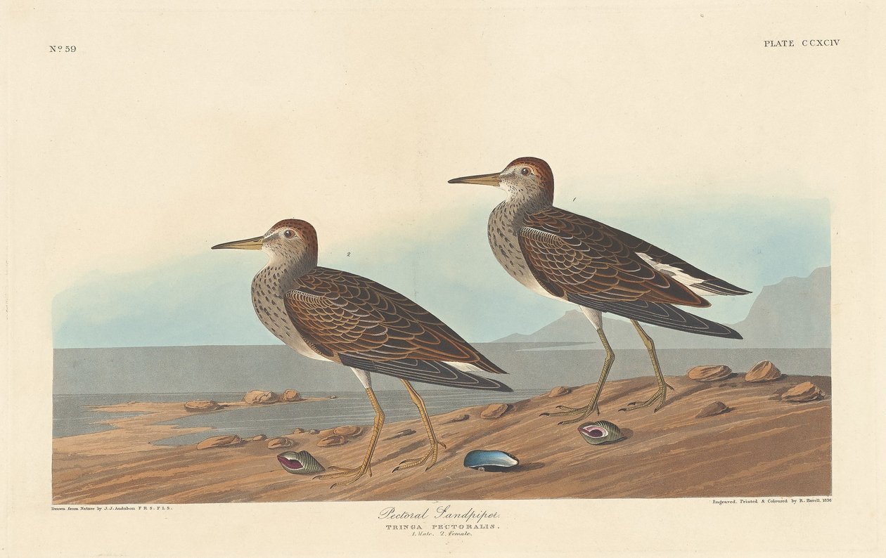 Mellkaszó, 1836. alkotó: Robert Havell