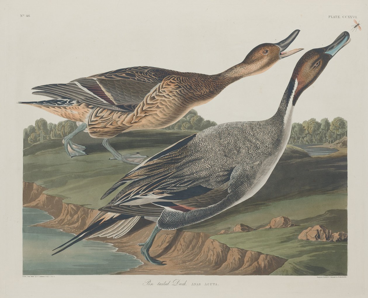 Tűfarkú kacsa, 1834. alkotó: Robert Havell