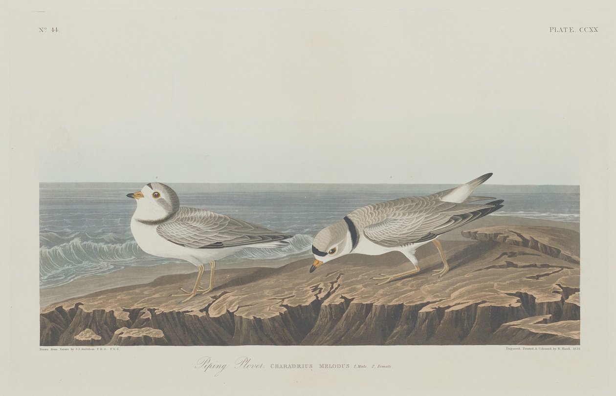Piping Plover, 1834. alkotó: Robert Havell