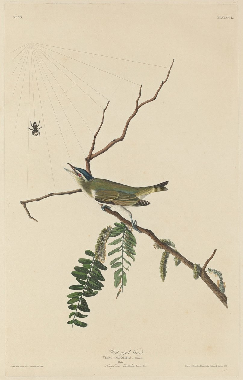 Vörösszemű Vireo, 1832. alkotó: Robert Havell