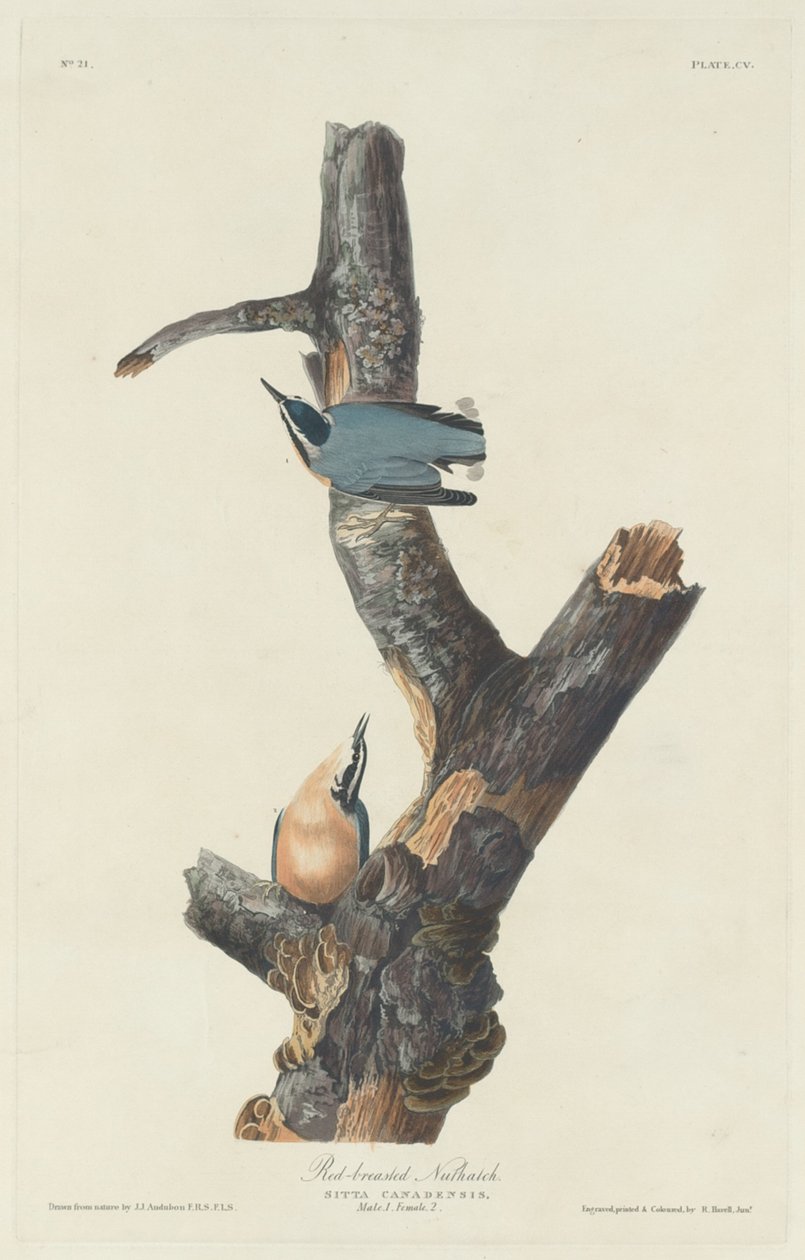 Vörösmellű dió, 1831. alkotó: Robert Havell