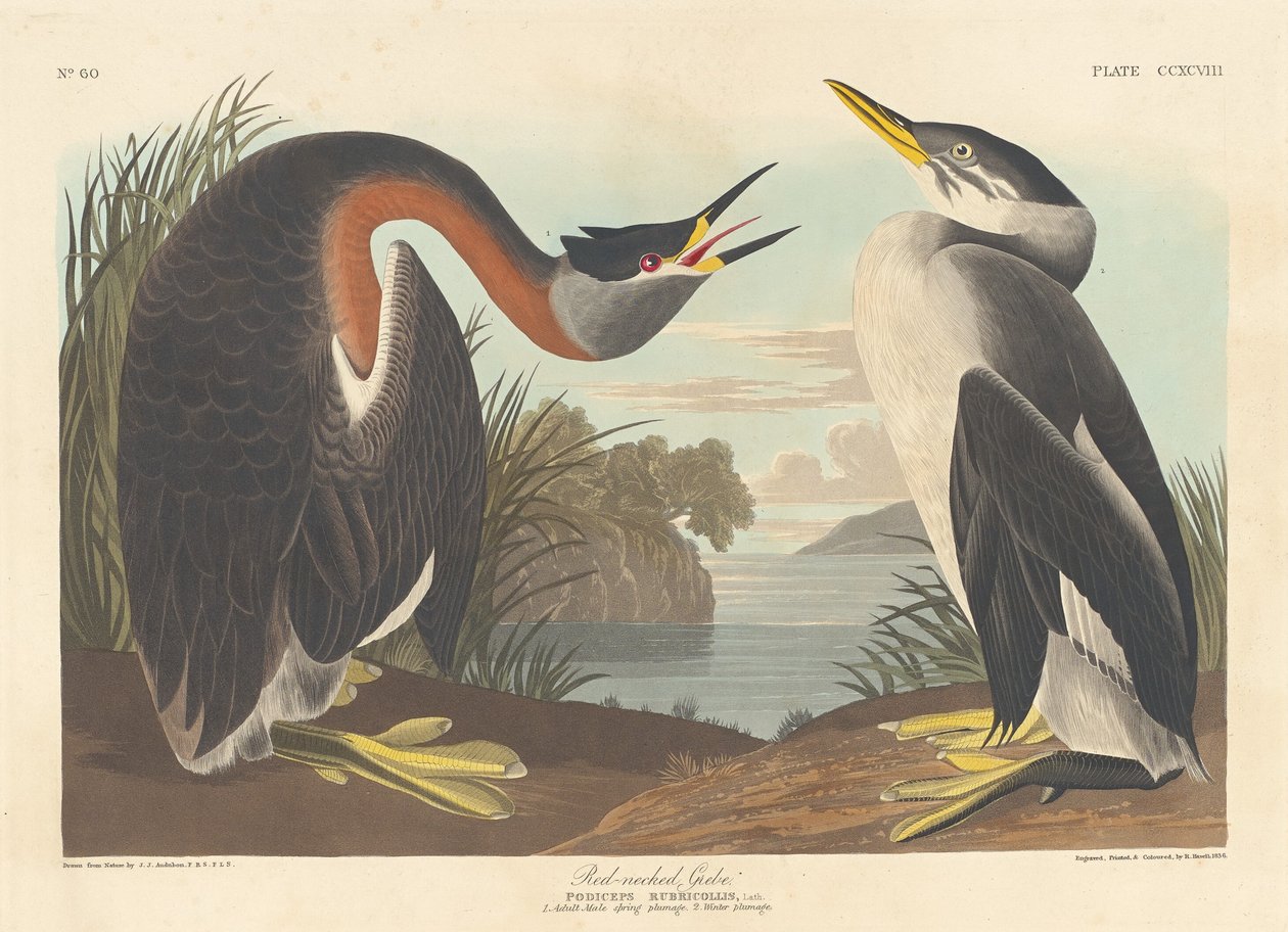 Vörösnyakú vöcsök, 1836. alkotó: Robert Havell