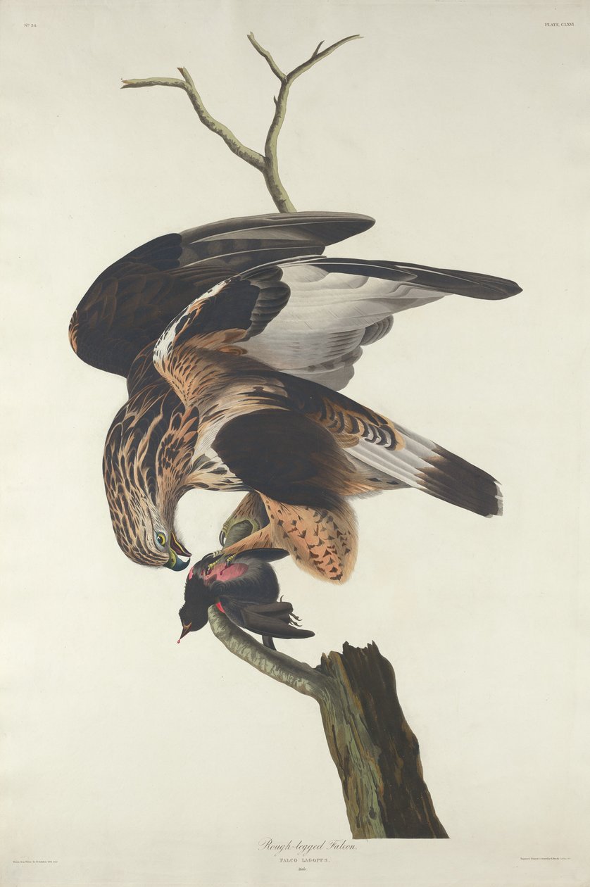Durva lábú sólyom, 1833. alkotó: Robert Havell