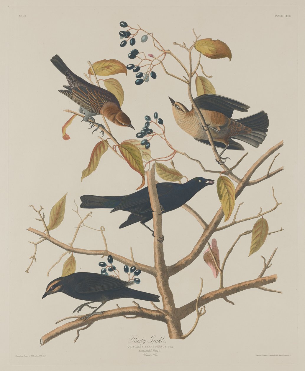 Rozsdás Grakle, 1833. alkotó: Robert Havell