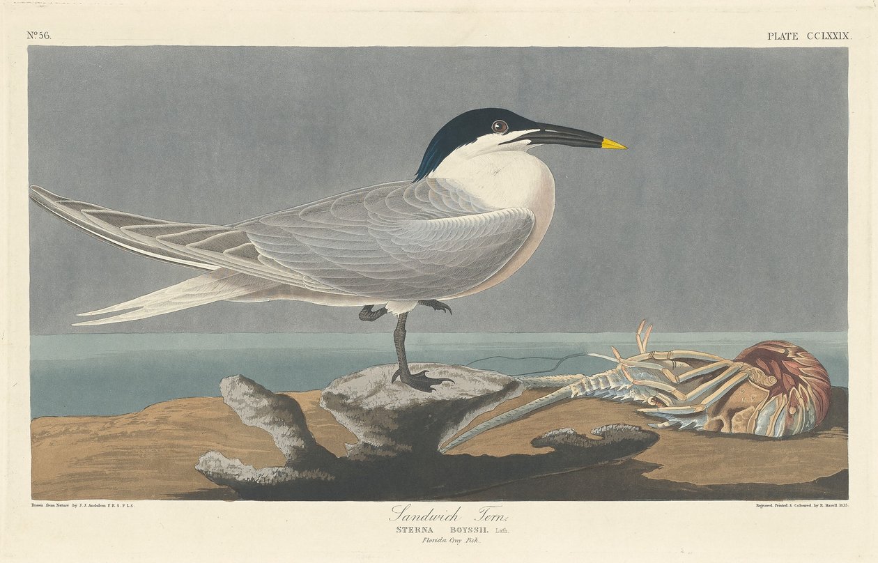 Szendvicscsér, 1835. alkotó: Robert Havell