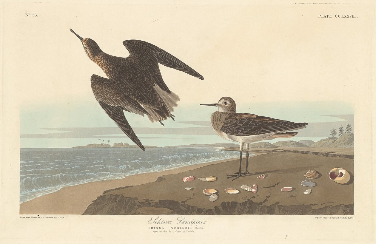 Schinz homokozója, 1835. alkotó: Robert Havell