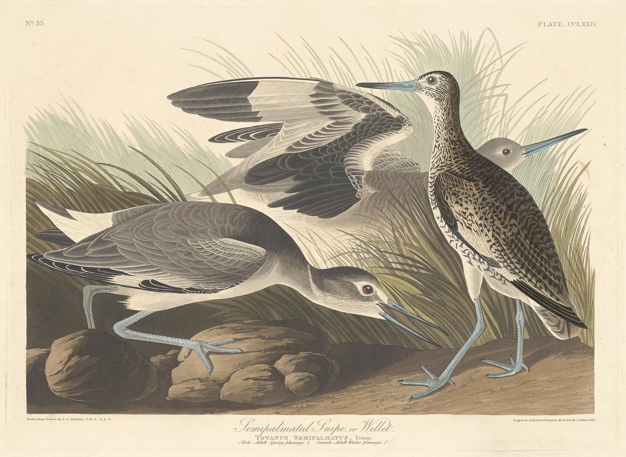 Félig tenyeres Snipe vagy Willet, 1835. alkotó: Robert Havell