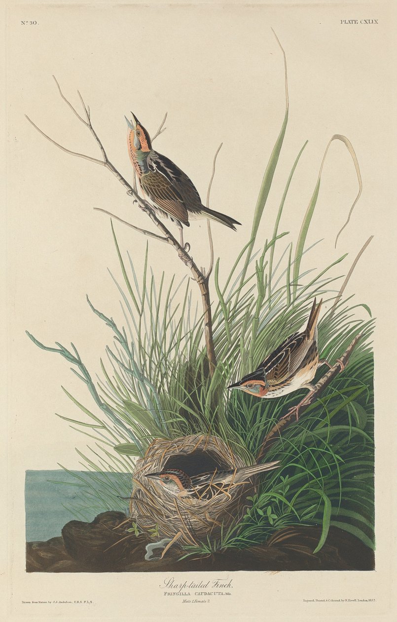 Élesfarkú pinty, 1832. alkotó: Robert Havell