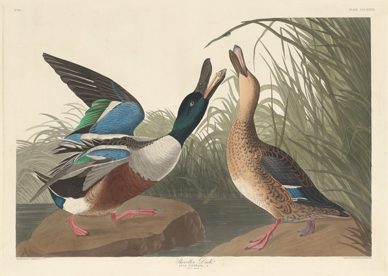 Lapátkacsa, 1836. alkotó: Robert Havell