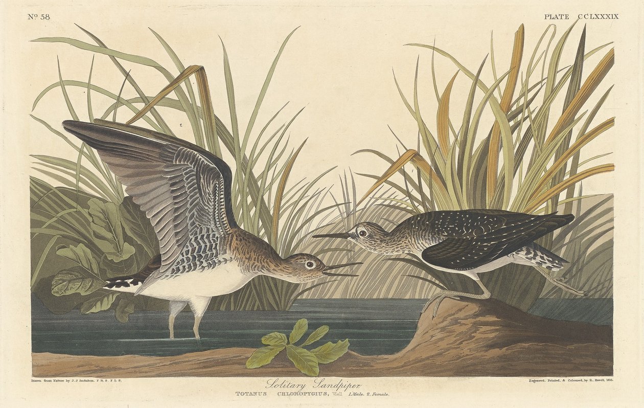 Magányos homokcsőr, 1836. alkotó: Robert Havell