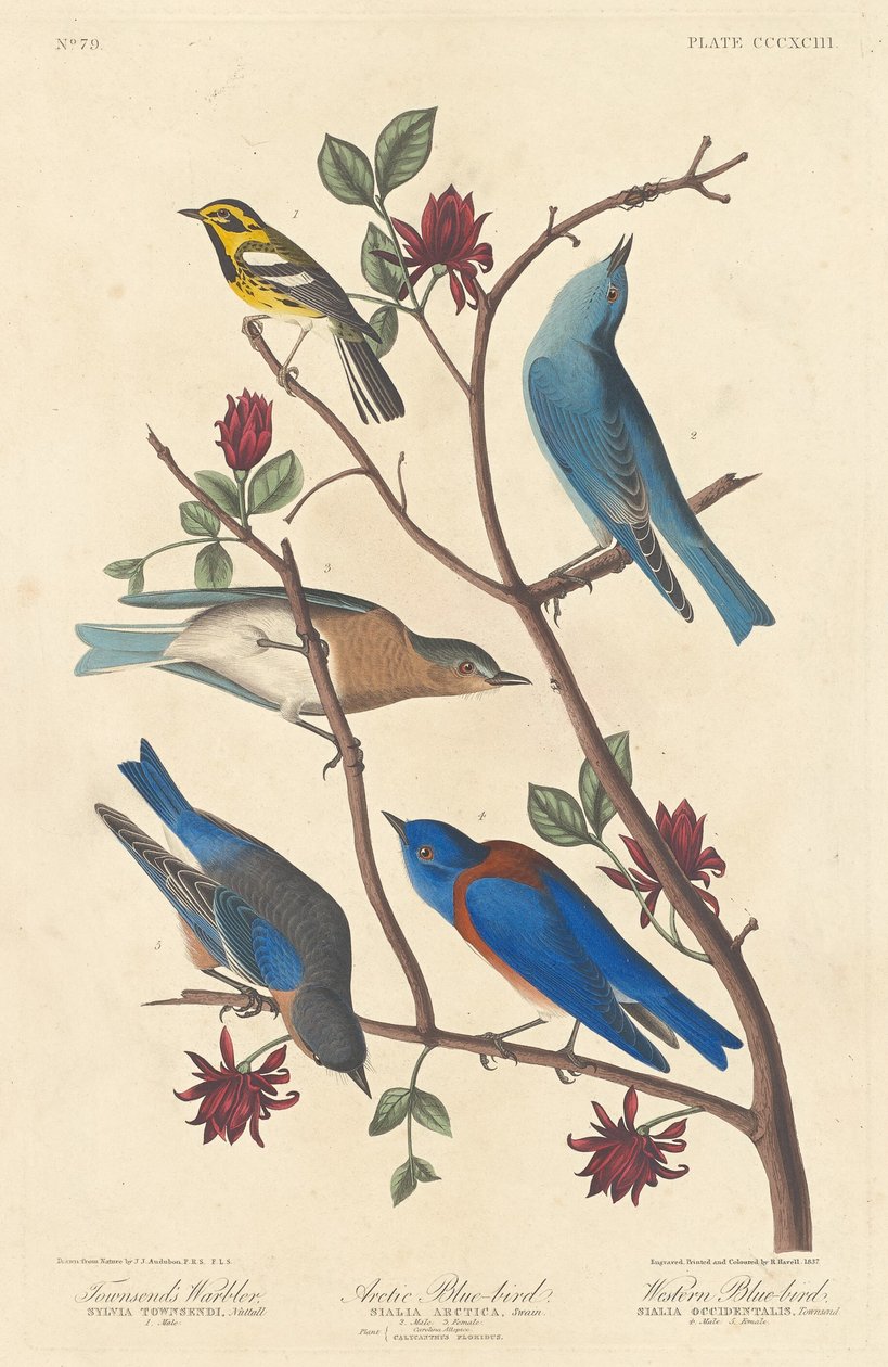 Townsend poszcsa, Arctic Blue Bird és Western Blue Bird, 1837. alkotó: Robert Havell