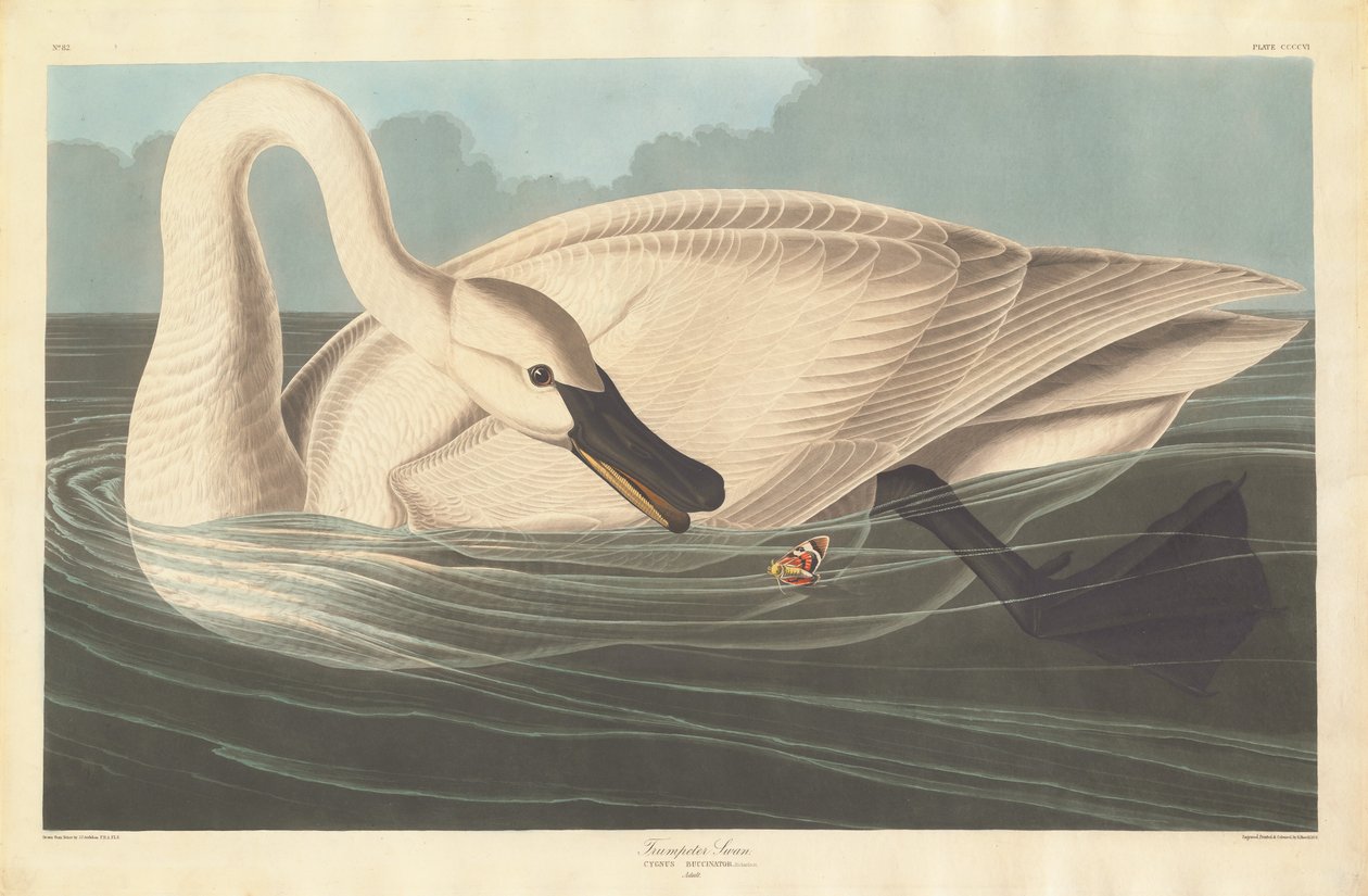 Trombitás hattyú, 1838. alkotó: Robert Havell