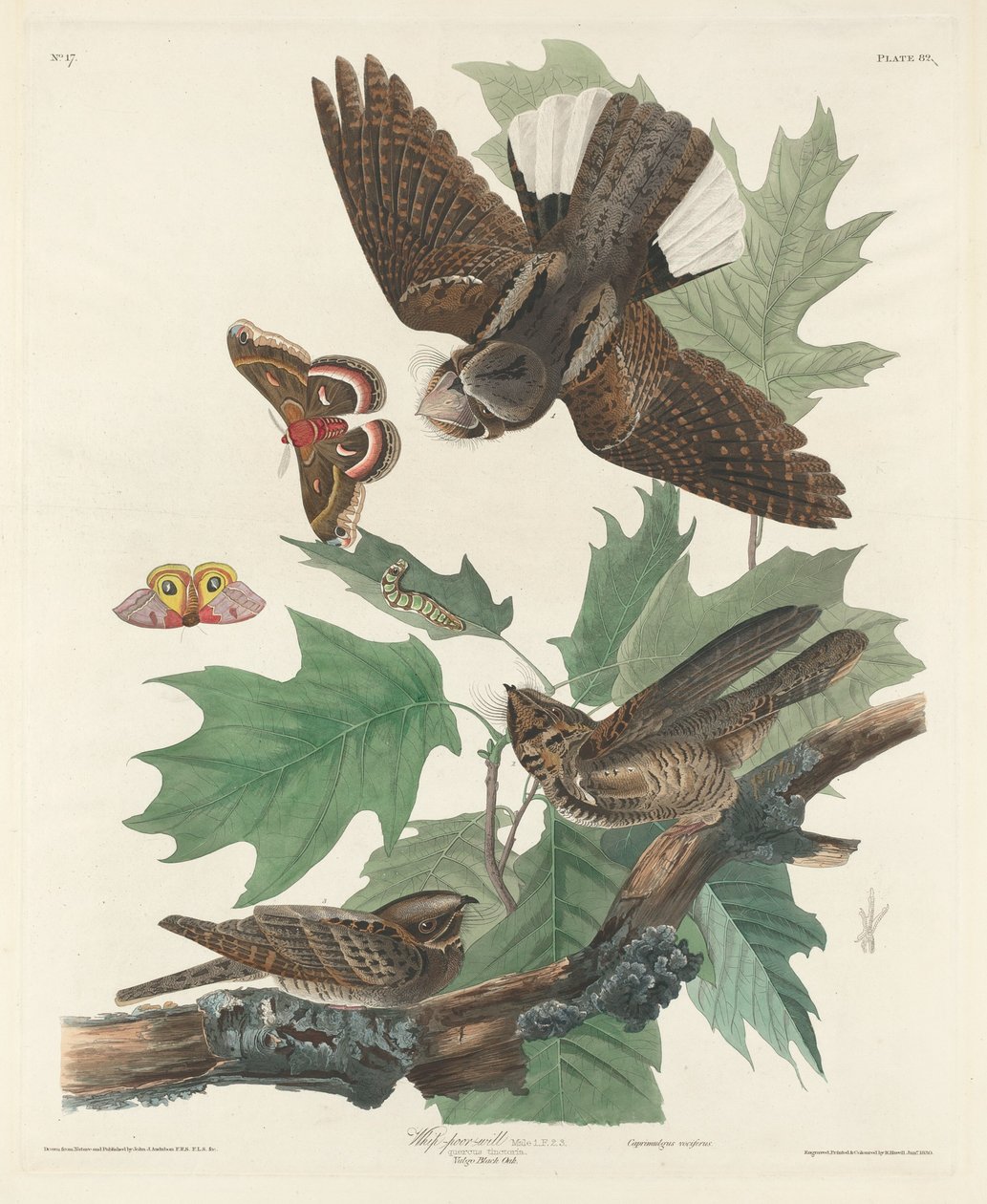 Korbács-szegény-akarat, 1830. alkotó: Robert Havell
