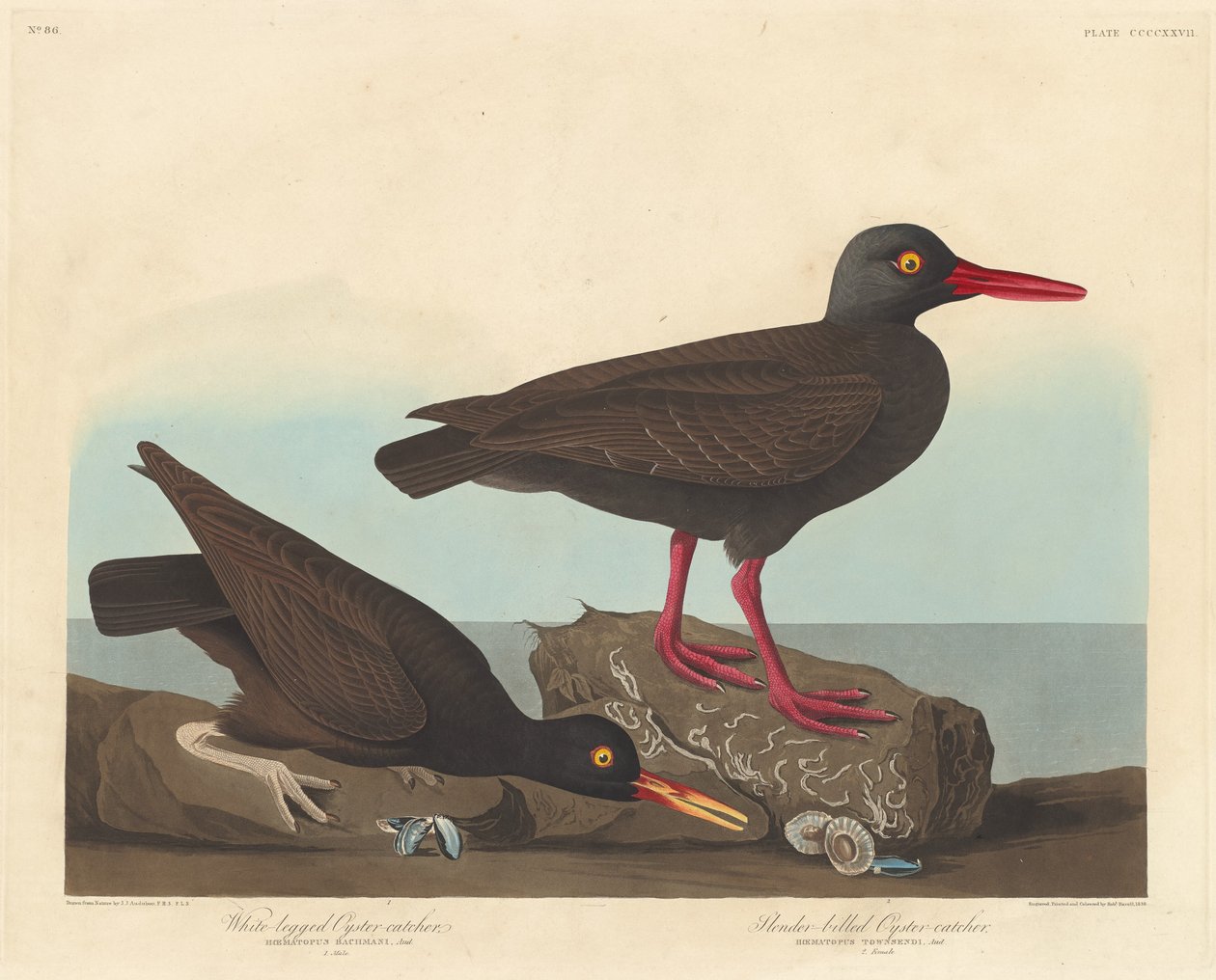 Fehérlábú osztrigafogó és karcsú csőrű osztrigafogó, 1838. alkotó: Robert Havell