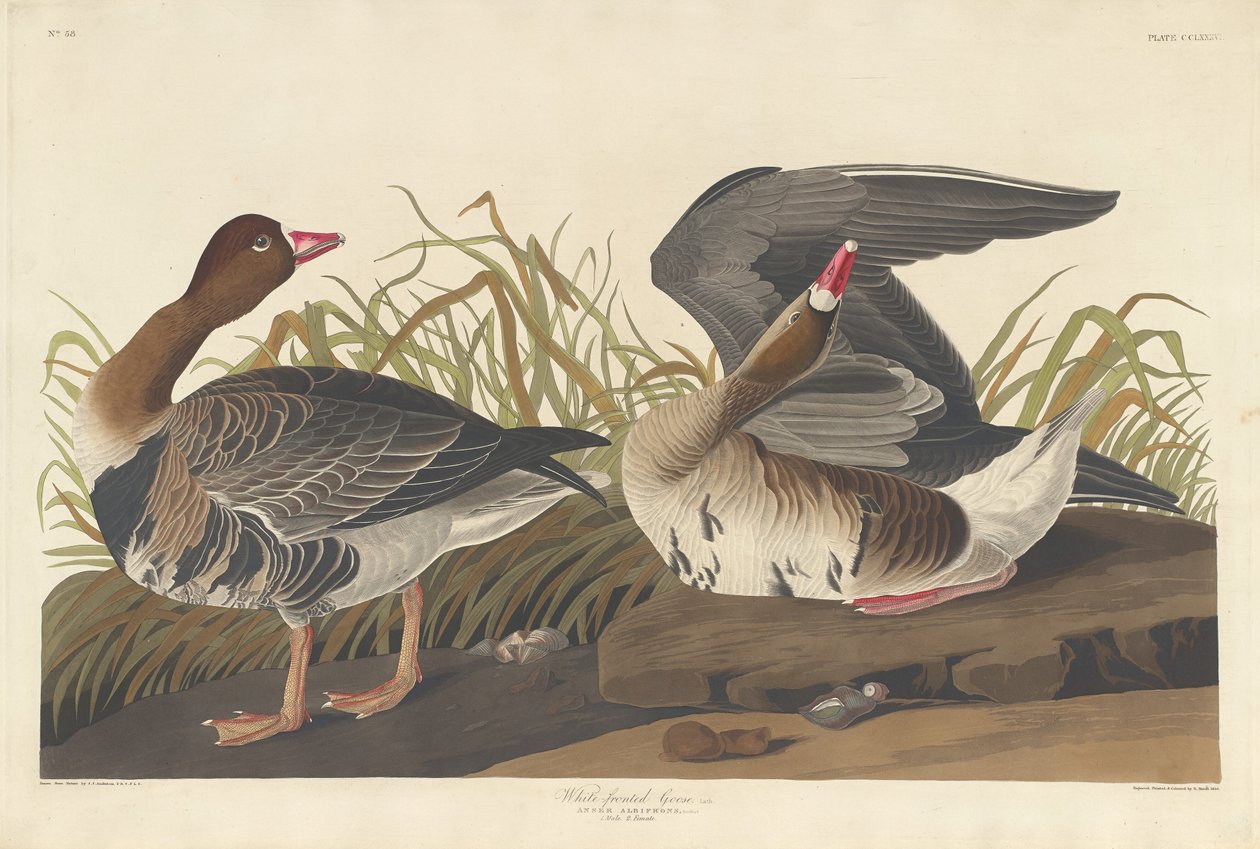 Fehérhomlú lúd, 1836. alkotó: Robert Havell