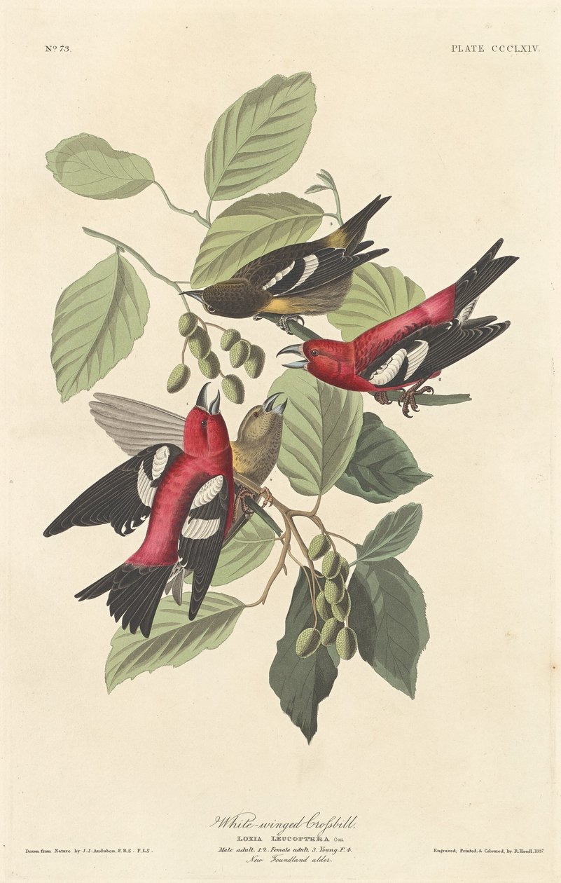 Fehérszárnyú keresztcsőrű, 1837. alkotó: Robert Havell