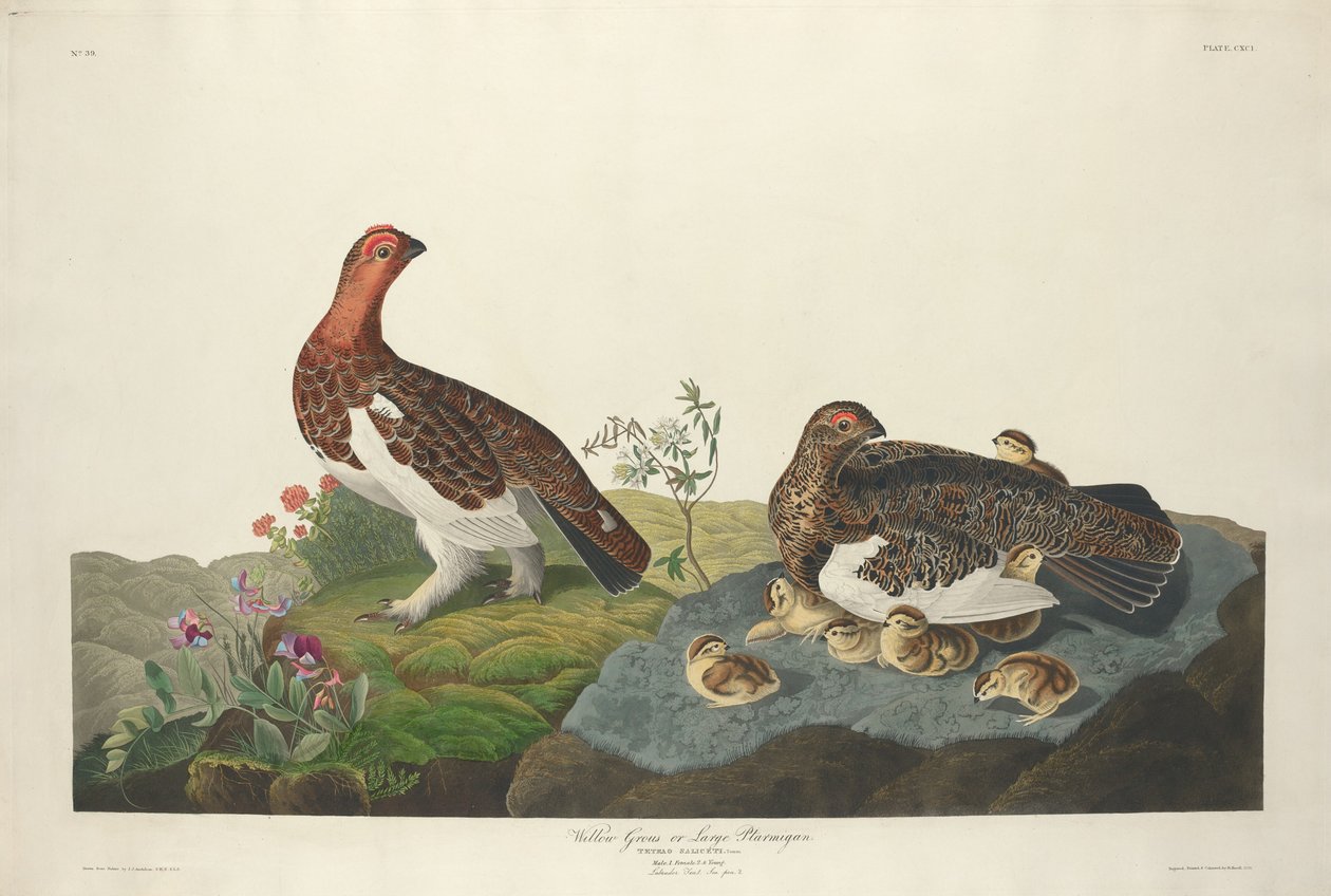 Willow Grous, 1834. alkotó: Robert Havell