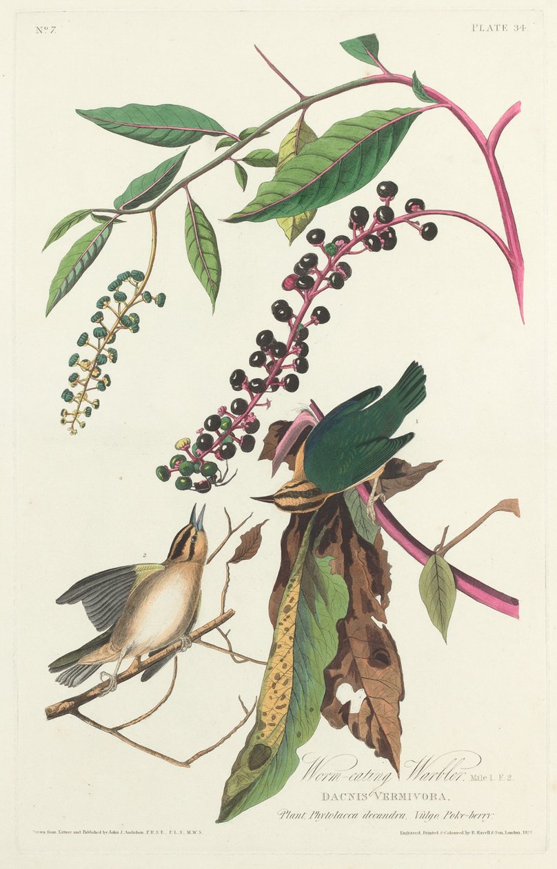 Féregevő poszáta, 1828. alkotó: Robert Havell