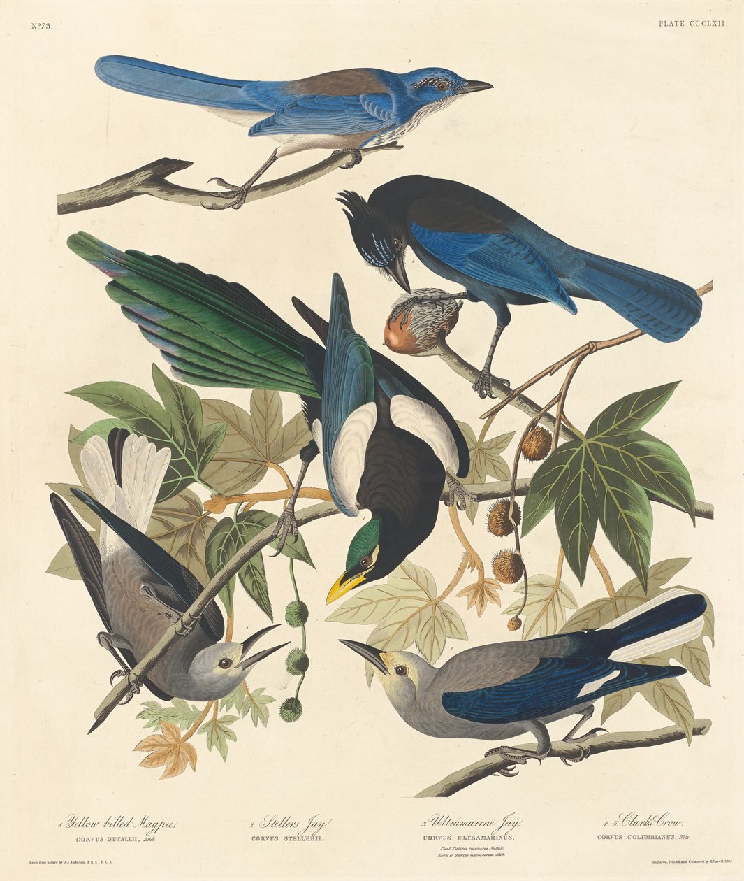 Sárgacsőrű szarka, Stellers Jay, Ultramarine Jay és Clark