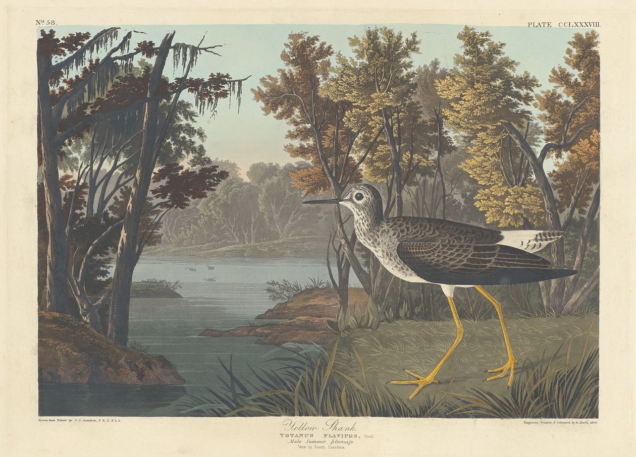 Sárga szár, 1836. alkotó: Robert Havell