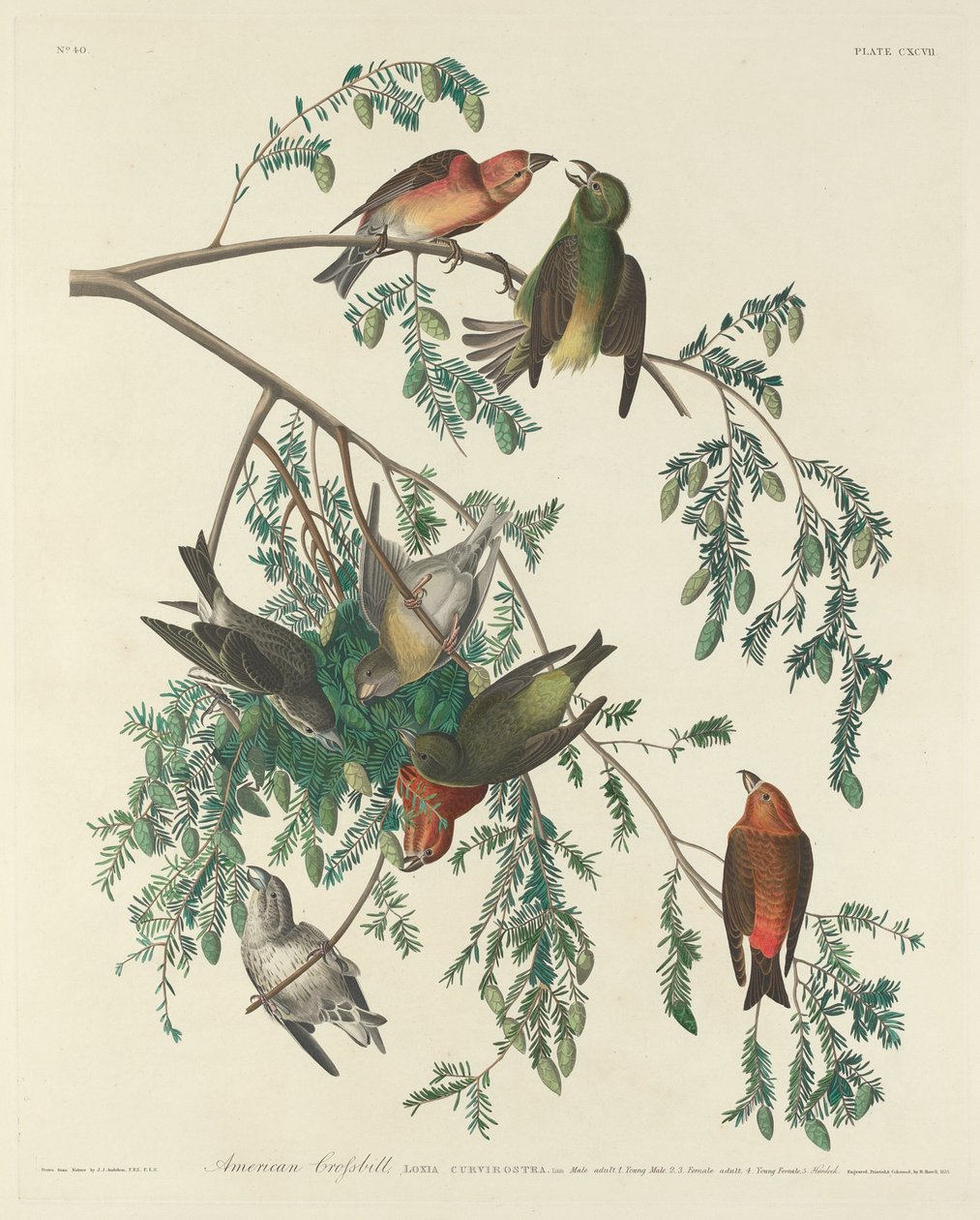 American Crossbill alkotó: Robert Havell after John James Audubon