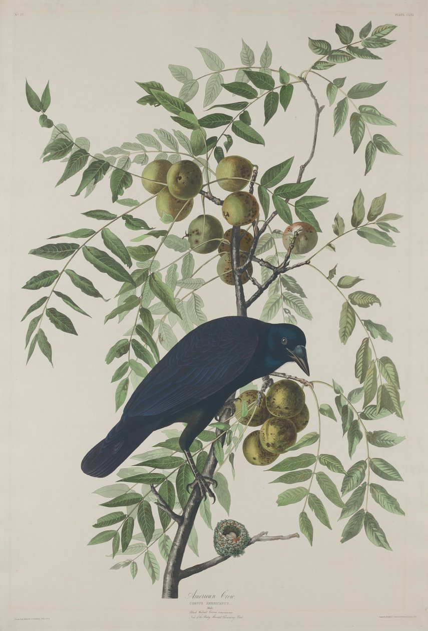 Amerikai varjú alkotó: Robert Havell after John James Audubon