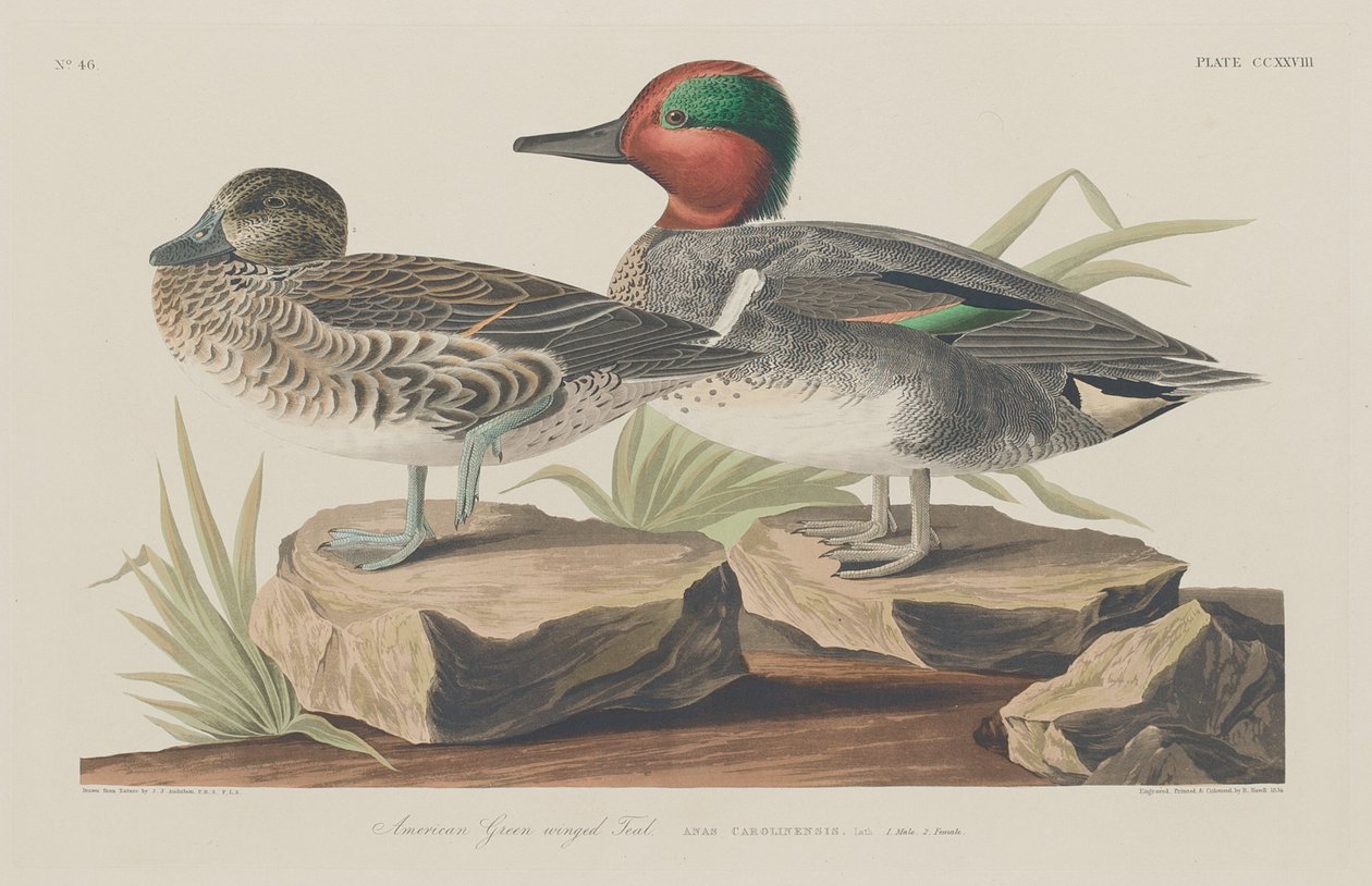 amerikai zöldszárnyú kékeszöld alkotó: Robert Havell after John James Audubon