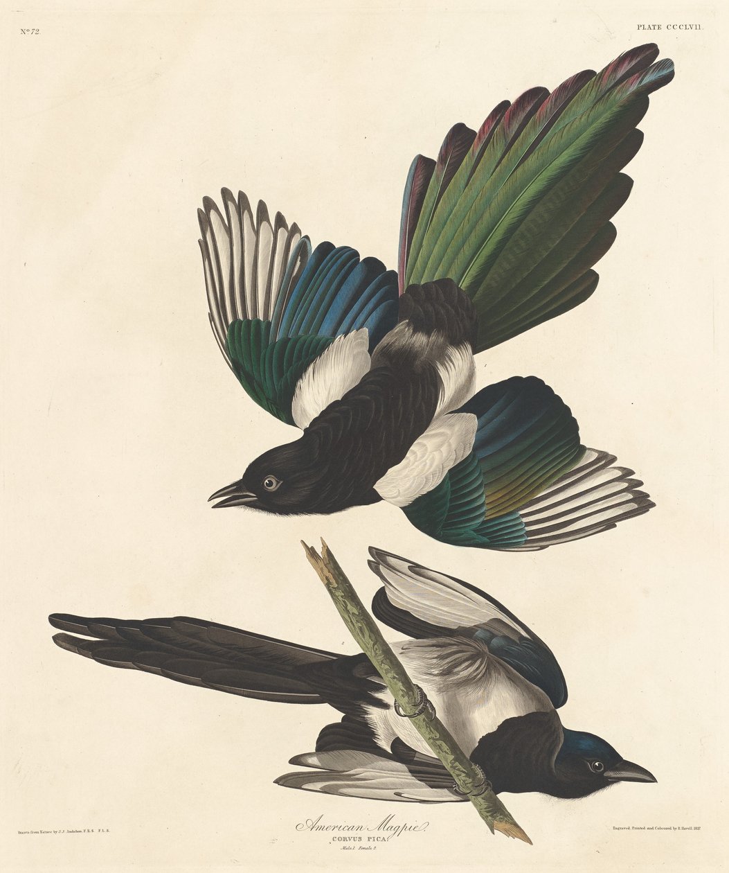 Amerikai szarka alkotó: Robert Havell after John James Audubon