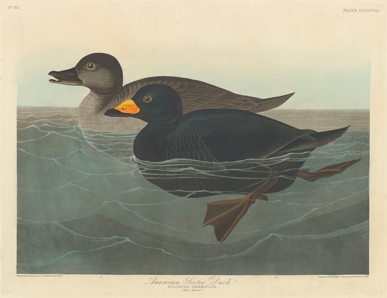 Amerikai Scoter Duck alkotó: Robert Havell after John James Audubon