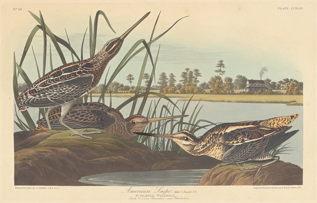 Amerikai Snipe alkotó: Robert Havell after John James Audubon