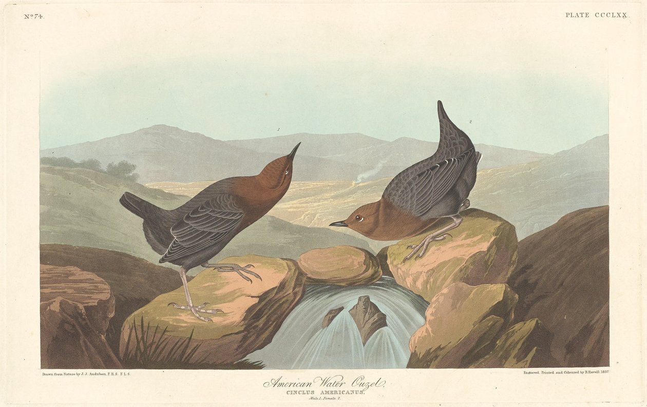 Amerikai Water Ouzel alkotó: Robert Havell after John James Audubon