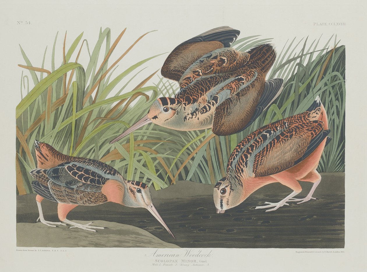 Amerikai Woodcock alkotó: Robert Havell after John James Audubon