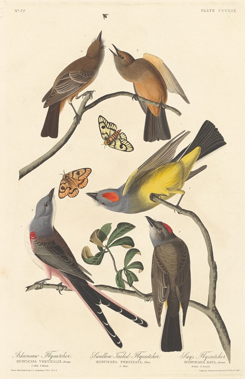 Arkansaw Flycatcher, Fecskefarkú légykapó és Says Légykapó alkotó: Robert Havell after John James Audubon