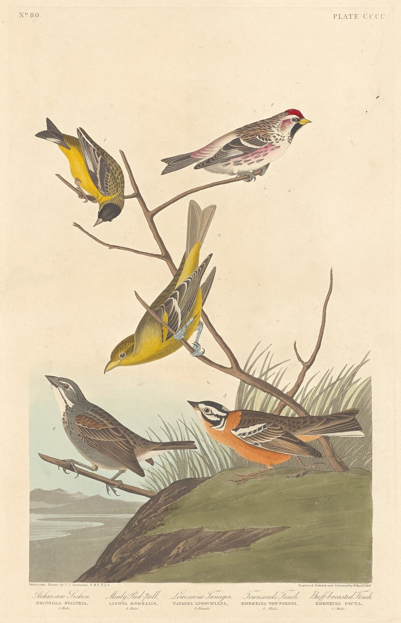 Arkansas Siskin, Mealy Redpoll, Louisiana Tanager, Townsend