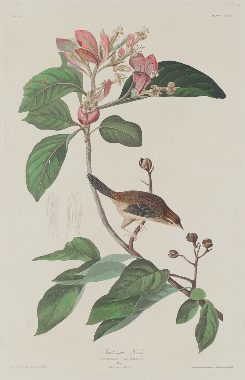 Bachmans Finch alkotó: Robert Havell after John James Audubon