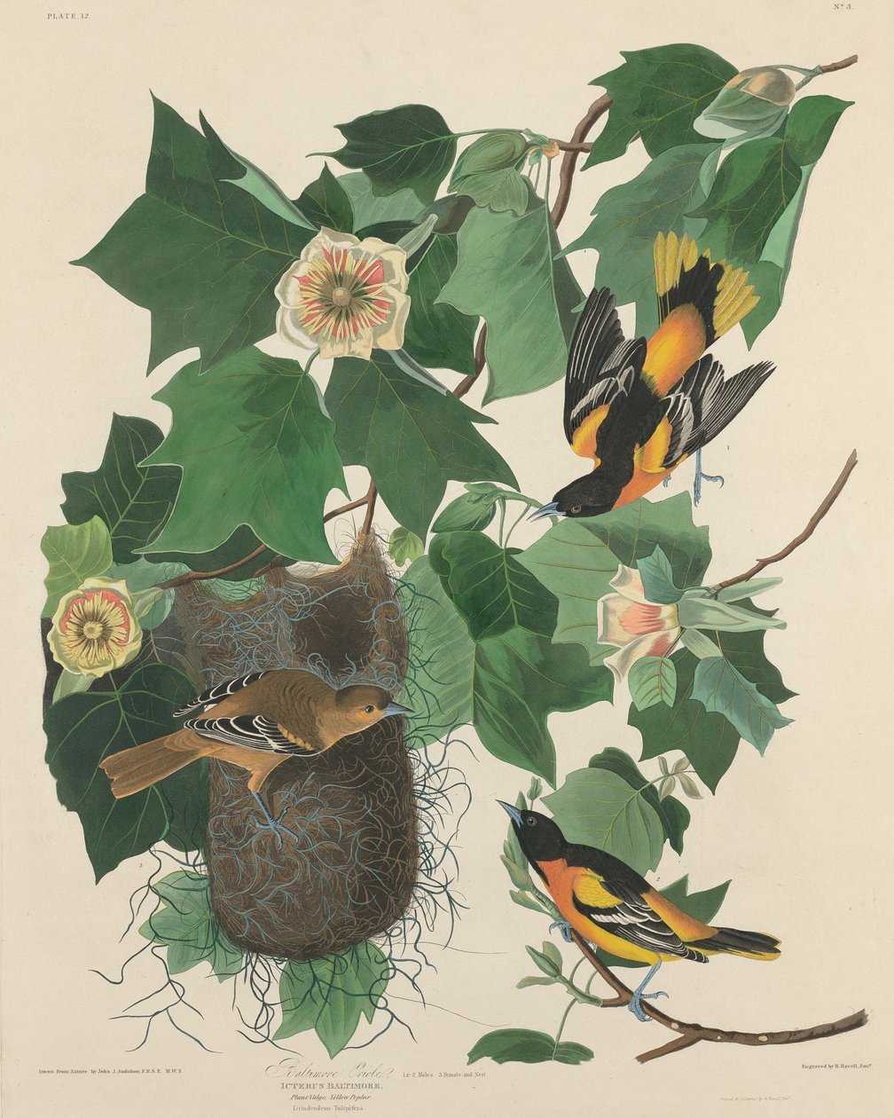 Baltimore Oriole alkotó: Robert Havell after John James Audubon