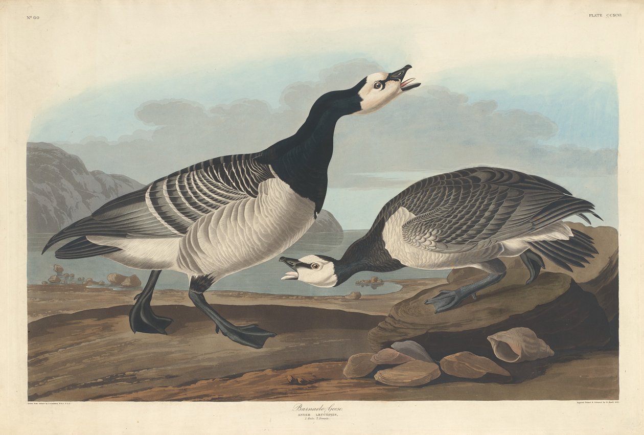 Barnacle Goose alkotó: Robert Havell after John James Audubon