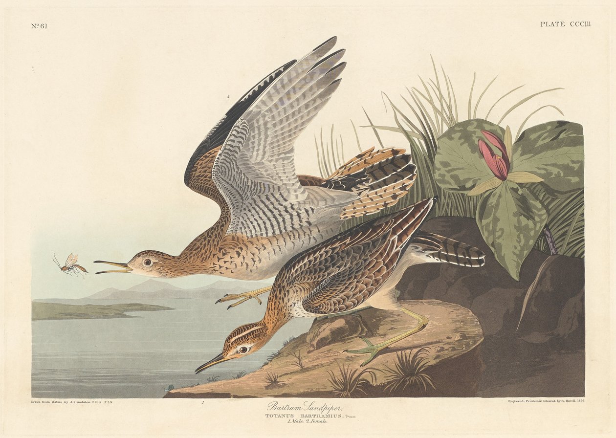 Bartram Sandpiper alkotó: Robert Havell after John James Audubon