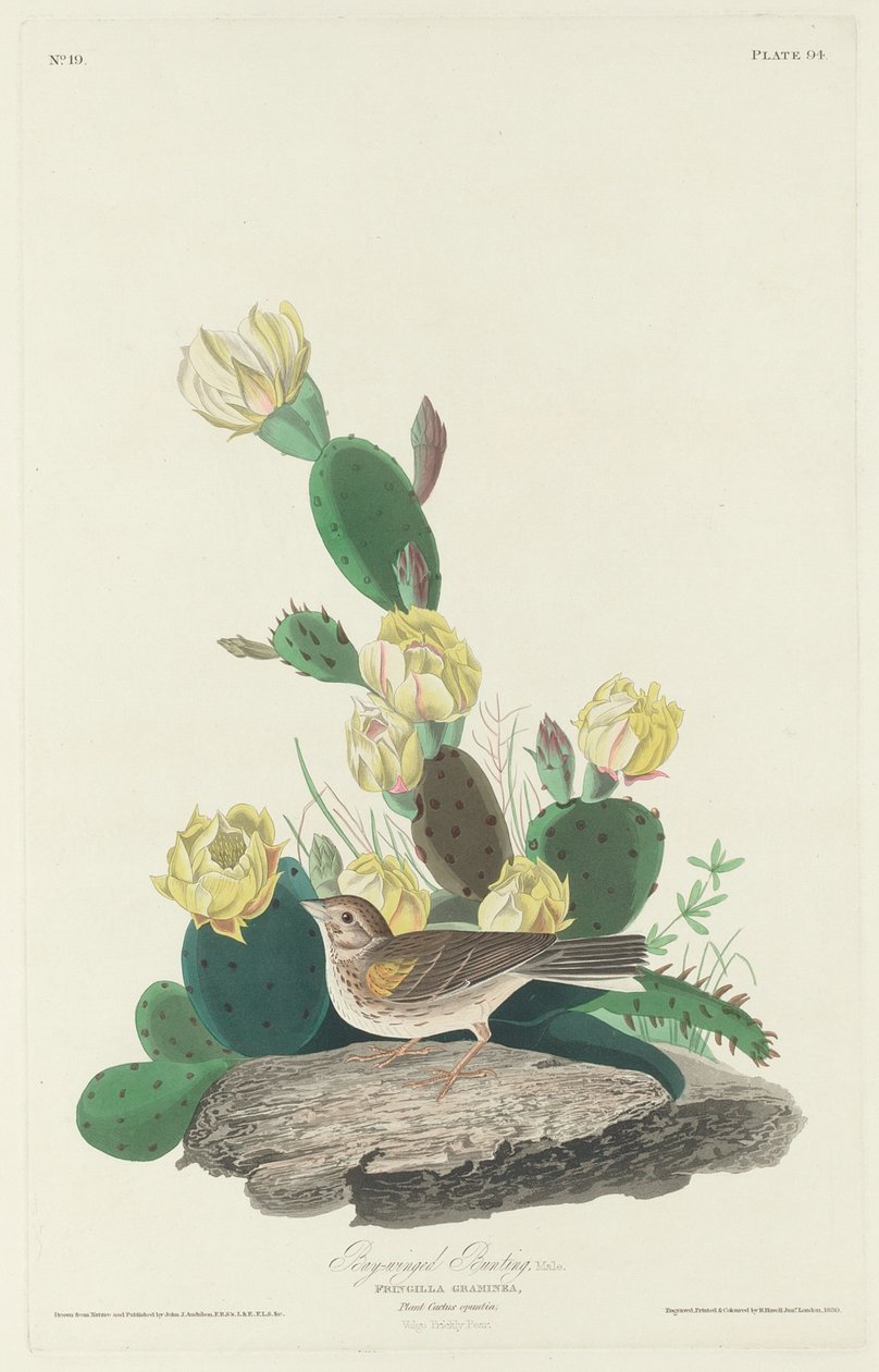 Öbölszárnyú sármány alkotó: Robert Havell after John James Audubon